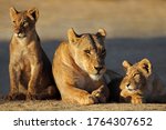 A Lioness With Cubs  Panthera...