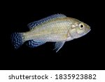 Small photo of A southern mouthbrooder cichlid (Pseudocrenilabrus philander) isolated on black