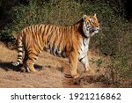 Alert Bengal Tiger  Panthera...