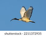 An african sacred ibis ...