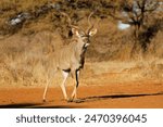 Male kudu antelope  tragelaphus ...