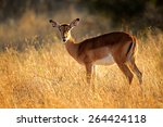 A Female Impala Antelope ...