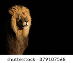 Portrait of a big male African lion (Panthera leo) against a black background, South Africa