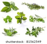 collection of fresh herbs ... | Shutterstock . vector #81562549