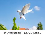White Feather Homing Pigeon...