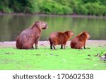 Capybaras  The Largest Rodent...