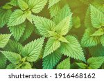 Fresh nettle leaves background. Top view of the thicket of nettles. Green leaves background. Nature background