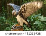 Harpy Eagle Ready To Eat Bunny