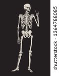 human skeleton posing isolated... | Shutterstock .eps vector #1364788085