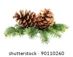 Two Pine Cones With Branch On A ...