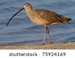 Adult Long Billed Curlew...