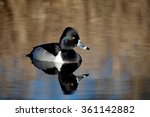Ring Necked Duck Male
