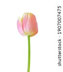 Tulip Flower Isolated On White...