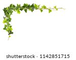 Frame of ivy -Fresh ivy leaves isolated on white background, clipping path included