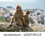 Gibraltar Apes    Barbary...