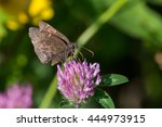Northern Cloudywing Butterfly...