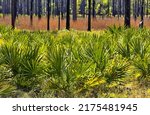 Small photo of Shrubby Saw Palmetto in foreground of Longleaf Pine forest roadside scenery in Ochlockonee River State Park in Florida Panhandle