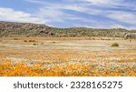 Small photo of Namaqualand spring landscape near Concordia in the Northern Cape Province of South Africa.