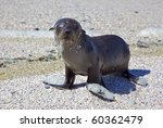A Young Cape Fur Seal ...