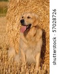 Golden Retriever And Straw Roll