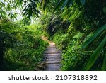 Small photo of Sri Lanka Rainforest. Path in the jungle. Sinharaja Forest Reserve, Sri Lanka.