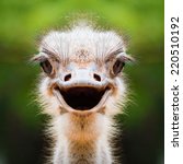 Ostrich Face Close Up