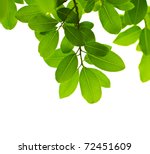 Green Leave On White Background
