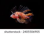 Lionfish  pterois mombasae  on...