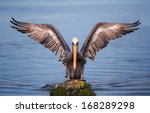 Brown Pelican Wings Spread