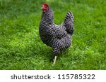 Free Range Hen In Grass