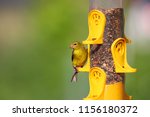 Small photo of Tiny American Gold flinch bird on feeder