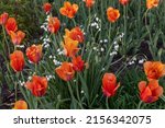 Red Tulip Flowers  In The...