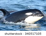 Southern Resident Killer Whale...