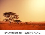 Quiver Tree In Namibia  Africa