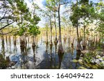 Bald Cypress Trees  In A...