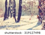 Winter Forest. Instagram Filter.