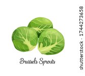 Brussels Sprouts Vector. Green...