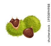 Raw Chestnuts Vector...