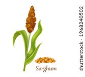 sorghum or indian millet  milo  ... | Shutterstock .eps vector #1968240502