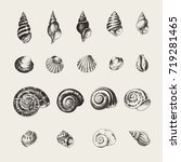 Ink Drawn Seashells And Snails