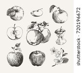 Ink Drawn Collection Of Apples