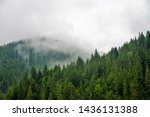 Fog over the coniferous forest