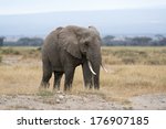 African Bush Elephant, Loxodonta Africana image - Free stock photo ...