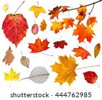 Set Of Various Autumn Leaves...
