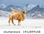 Bactrian camel in winter...