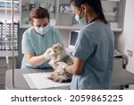 Veterinarian in medical mask examines ear of cute grey cat with assistant in hospital