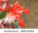 Red Schlumbergera Flower Aka...
