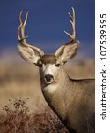 Small photo of Mule Deer Buck portrait, in warm evening light with striking blue background