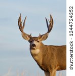 Small photo of Mule Deer buck taken during the rut and deer hunting season
