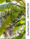Banana Palm Tree Leafs With A...